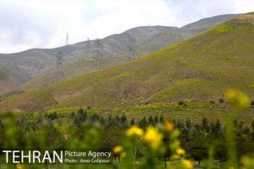 وردیج ، دنیایی از زیبایی 3