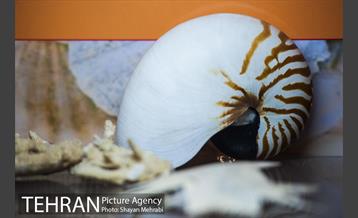 موزه علوم زمین 17