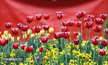 بارش باران بهاری در تهران - 2 24