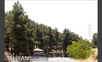 بوستان جنگلی یاس فاطمی 18