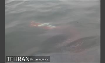 سقوط یه فروند بالگرد در دریاچه شهدای خلیج فارس 4