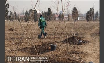 کاشت نهال در بوستان ولایت  11