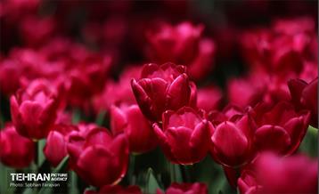 باغ ایرانی میزبان لاله‌ها 57