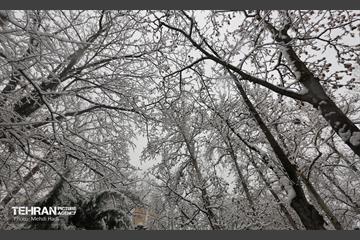 روز برفی در منطقه 8
