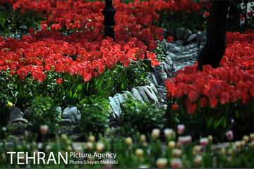 رویش گل های لاله در باغ ایرانی 23