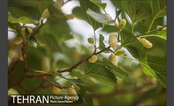 سومین دوره جشنواره توت کن 13