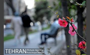 شکوفه های بهاری در پایتخت 14