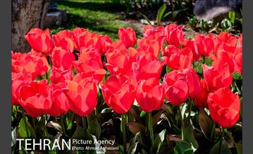 نوروز در باغ موطه هنر ایرانی 4