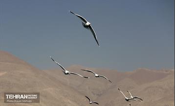 کوچ پرندگان مهاجر به دریاچه شهدای خلیج‌فارس 30