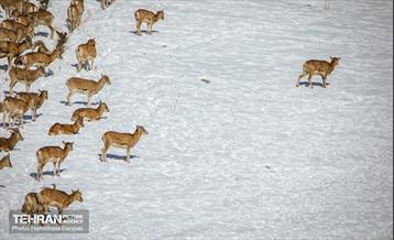 حیات وحش تهران  57