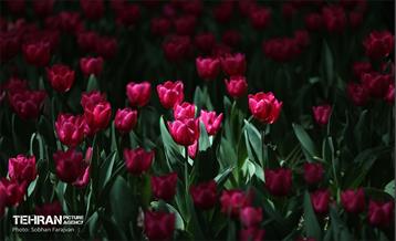 باغ ایرانی میزبان لاله‌ها 22
