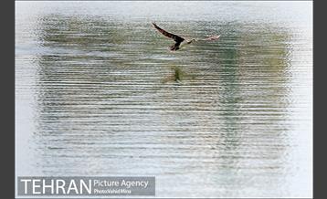 حضور پرندگان مهاجر در تهران 15