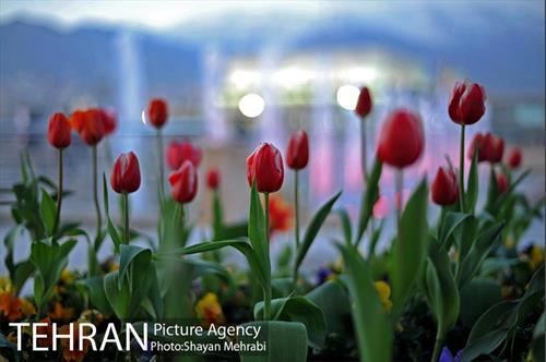 برج میلاد میزبان لاله های بهاری و تخم مرغ های رنگی 31