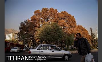 میدان تجریش 15