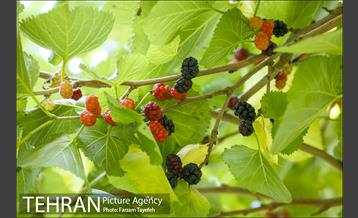 فصل برداشت توت از باغات سولقان 10