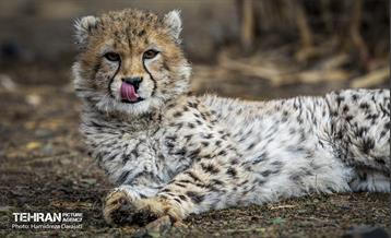 پیروز؛ پسر ایران 21