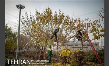 آغاز فصل هرس درختان 14