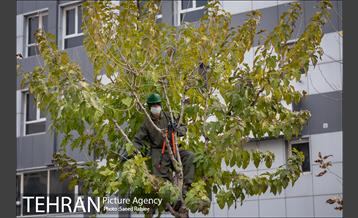 آغاز فصل هرس درختان 8