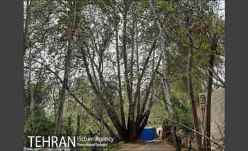 به بهانه روز شمیران 15