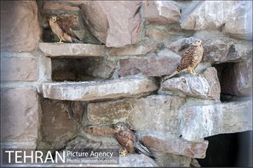باغ پرندگان تهران 10