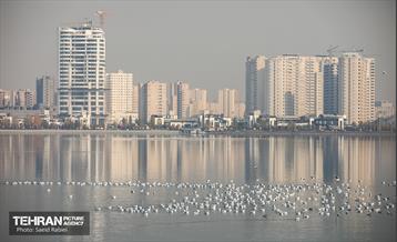 پرندگان مهاجر دریاچه چیتگر 26