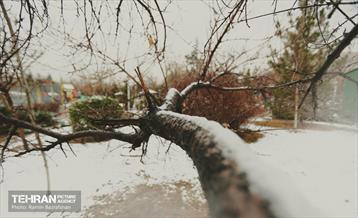 روز برفی در منطقه 8 17