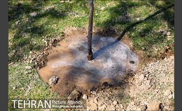 آیین درختکاری دوچرخه سواران تهران 28