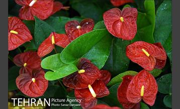 شانزدهمین نمایشگاه گل و گیاه تهران 17