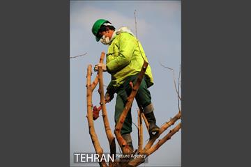 عملیات هرس درختان درمعابر و بوستانهای مناطق تهران 6
