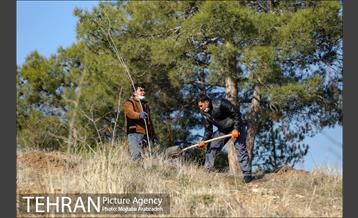 کاشت 2200 اصله نهال در بوستان جنگلی چیتگر 23
