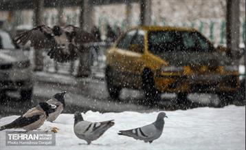 بارش برف زمستانی در شمیران  16