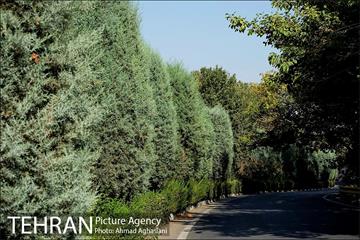 پارک جنگلی چیتگر 4