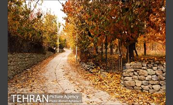 پاییز طلایی روستای افجه 10