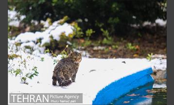 روز برفی تهران در پارک شهر 23