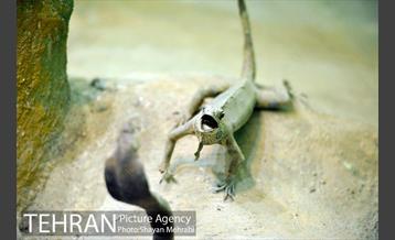 موزه حیات وحش هفت چنار 26