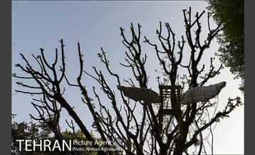 بلوار کشاورز 21