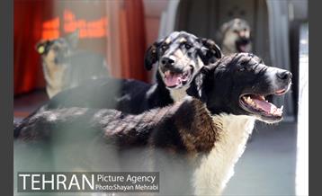 نقاهتگاه سگ های بدون صاحب واقع در آراد کوه 33