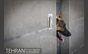 سگ های آنست 18