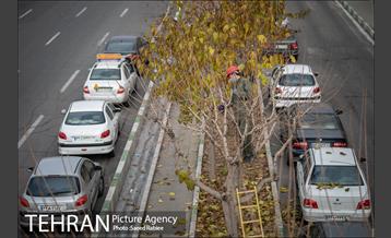 آغاز فصل هرس درختان- 2