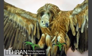 موزه حیات وحش هفت چنار 28