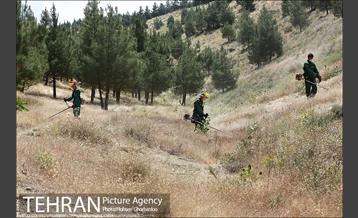علف زنی بوستانهای تهران برای مقابله با آتش سوزی 13