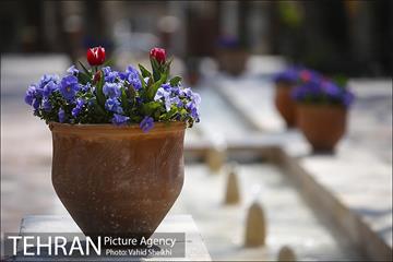 رویش گل های لاله در باغ ایرانی 9