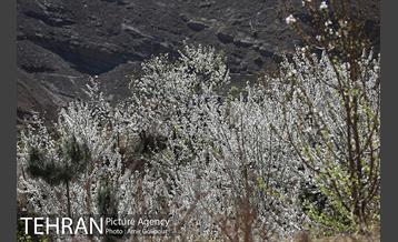 شکوفه های بهاری 2