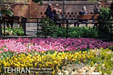 رویش گل های لاله در باغ ایرانی 4