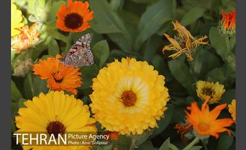 پرواز پروانه ها در شهر 1