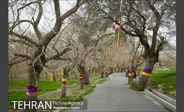 آرایش درختان کهنسال توت در محله کن 1