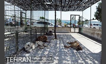 نقاهتگاه سگ های بدون صاحب واقع در آراد کوه 30