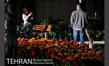 رویش گل های لاله در باغ ایرانی 33