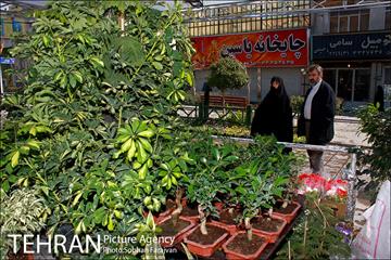 نمایشگاه گل و گیاه نوروزی در پیاده راه ۱۷ شهریور