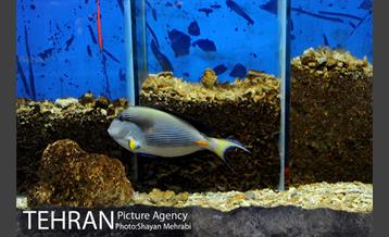 موزه طبیعت و حیات وحش دارآباد تهران 41